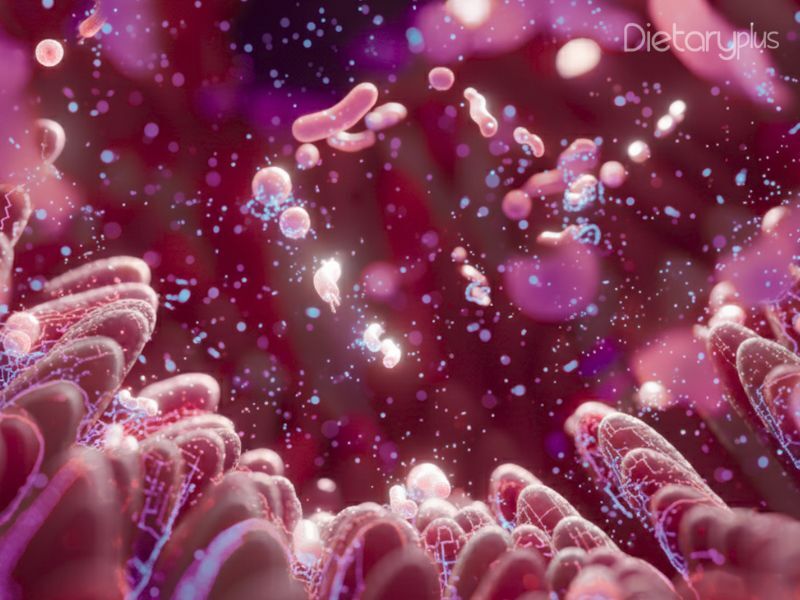 Alimentos Prebióticos : la Clave para una Flora Intestinal Saludable